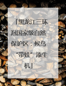 黑龙江三环泡国家级自然保护区：候鸟“带娃”添生机